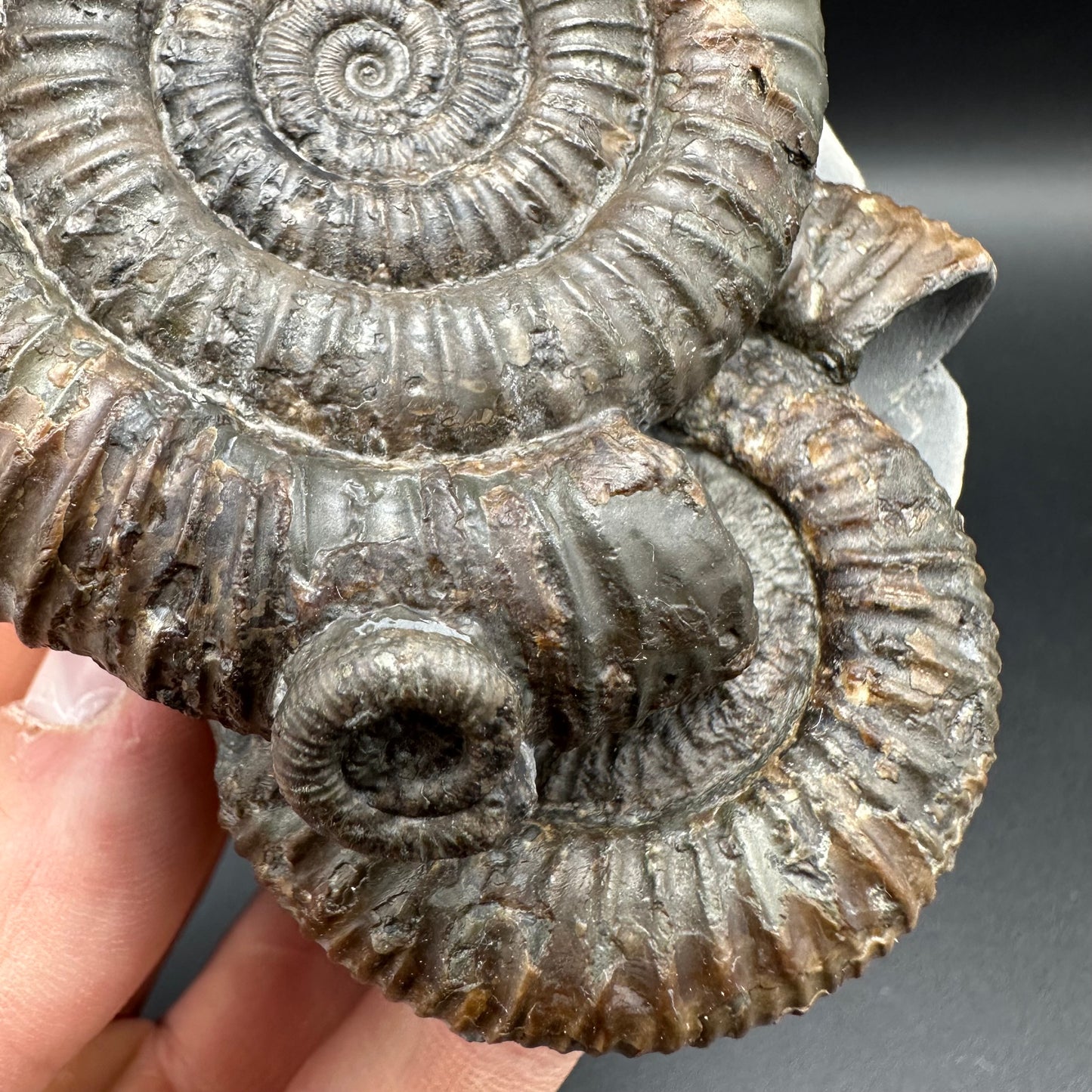 Dactylioceras Multi ammonite fossil with box and stand - Whitby, North Yorkshire Jurassic Coast, Yorkshire Fossils