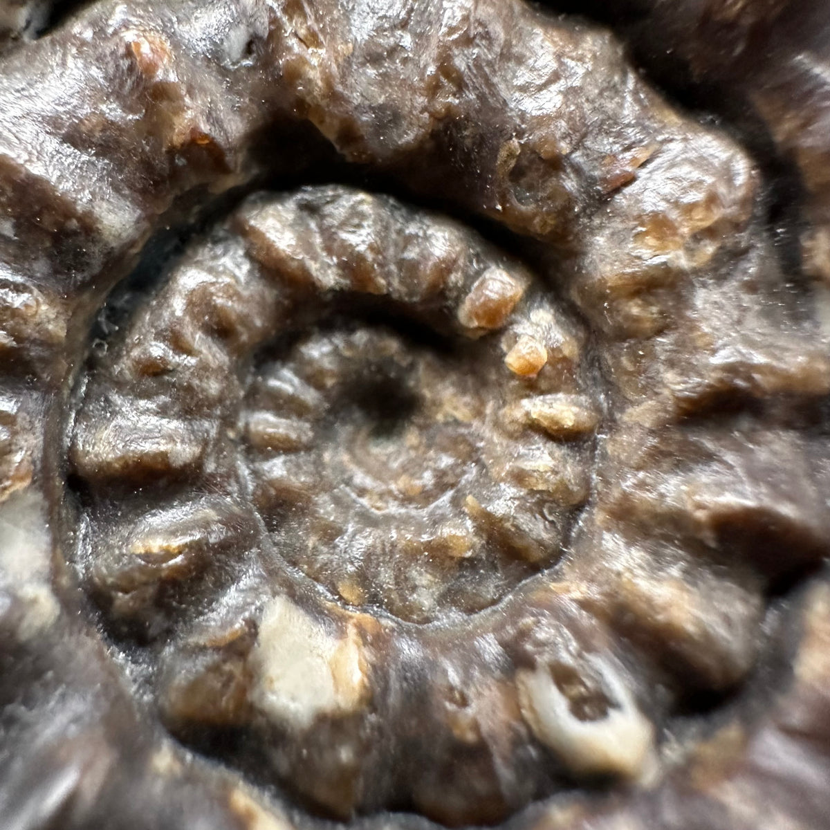 Androgynoceras maculatum ammonite fossil with box and stand - Whitby, North Yorkshire Jurassic Coast Yorkshire Fossils