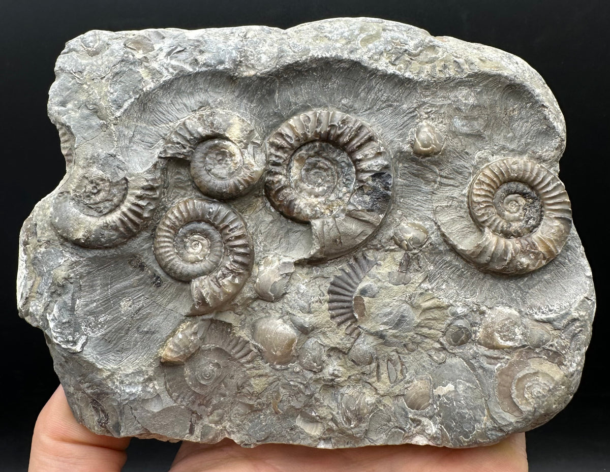 Arnioceras ammonite shell fossil with stand - Whitby, North Yorkshire Jurassic Coast Yorkshire Fossils
