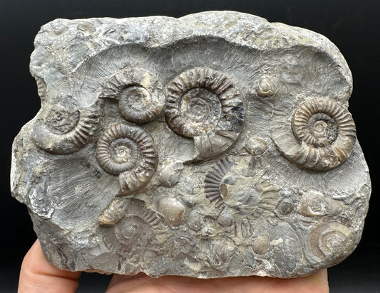 Arnioceras ammonite shell fossil with stand - Whitby, North Yorkshire Jurassic Coast Yorkshire Fossils