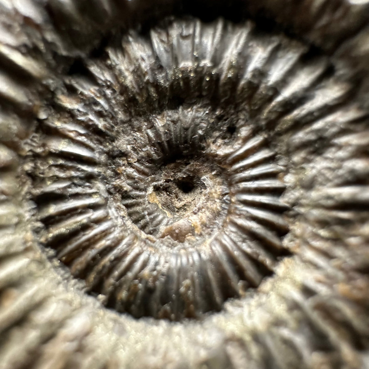 Dactylioceras Ammonite Fossil With box and Stand - Whitby, North Yorkshire Jurassic Coast Yorkshire Fossils