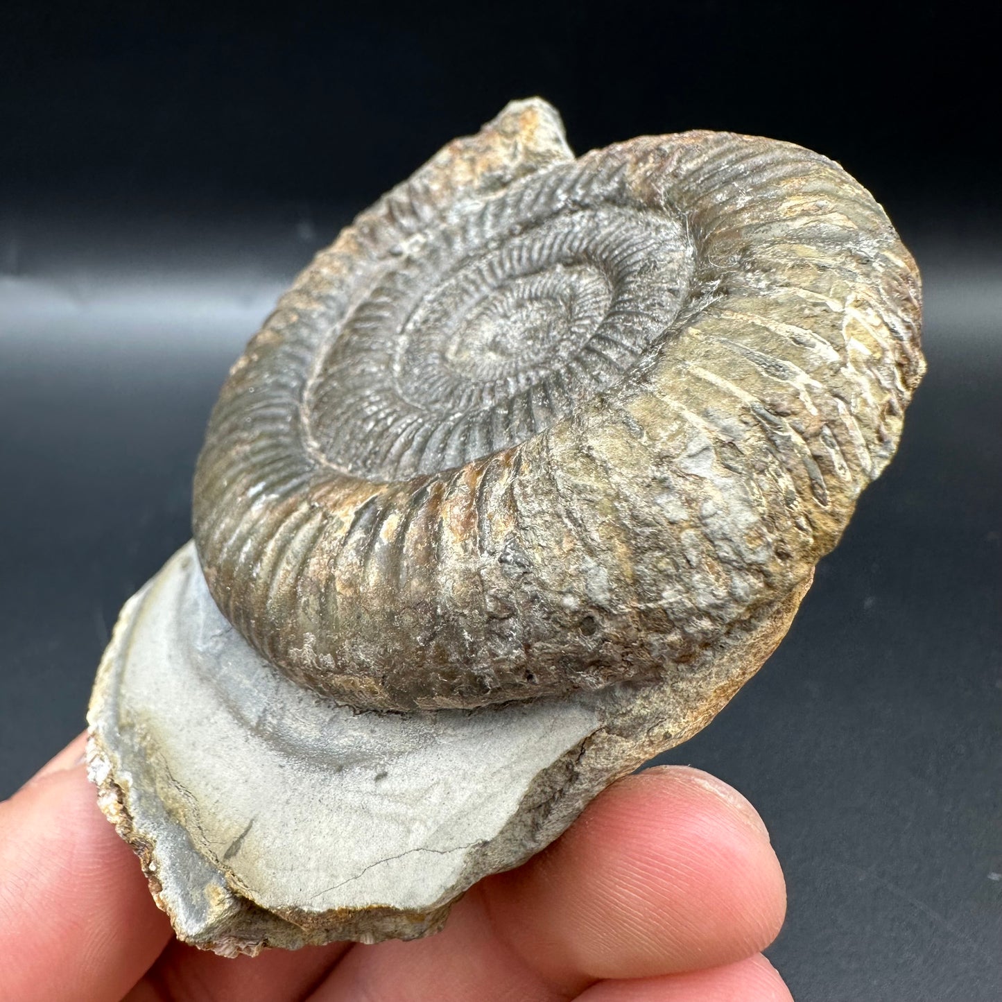 Dactylioceras Ammonite Fossil With Box And Stand - Whitby, North Yorkshire Jurassic Coast Yorkshire Fossils