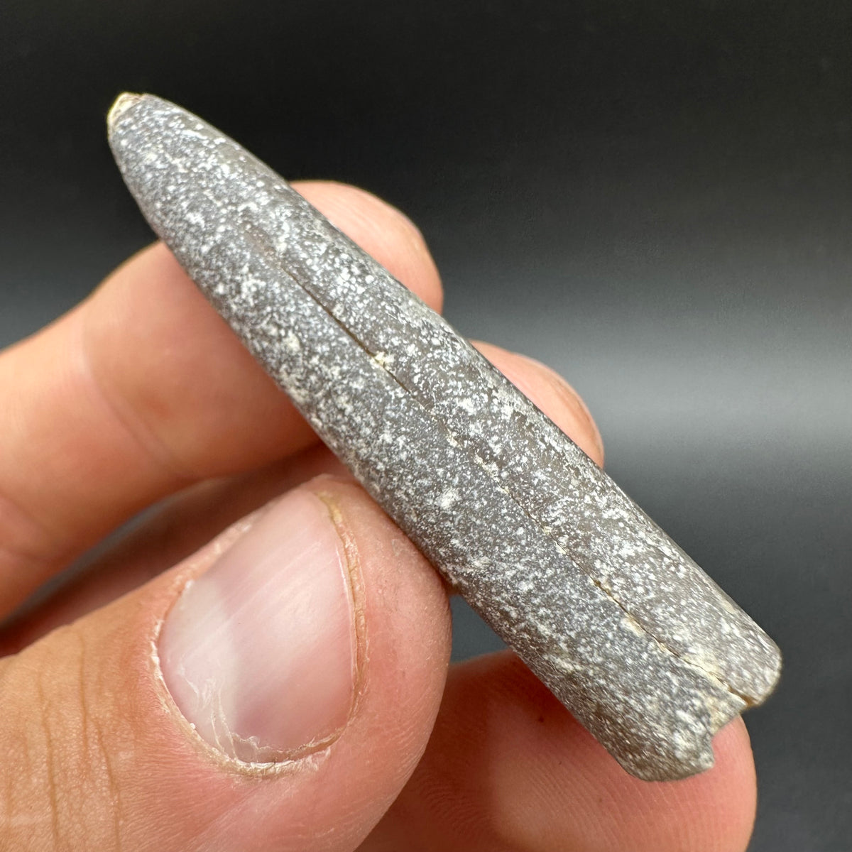 Lemonade Shell Fossil Belemnite (Fossil Squid) shell fossil - Whitby, North Yorkshire Jurass ...