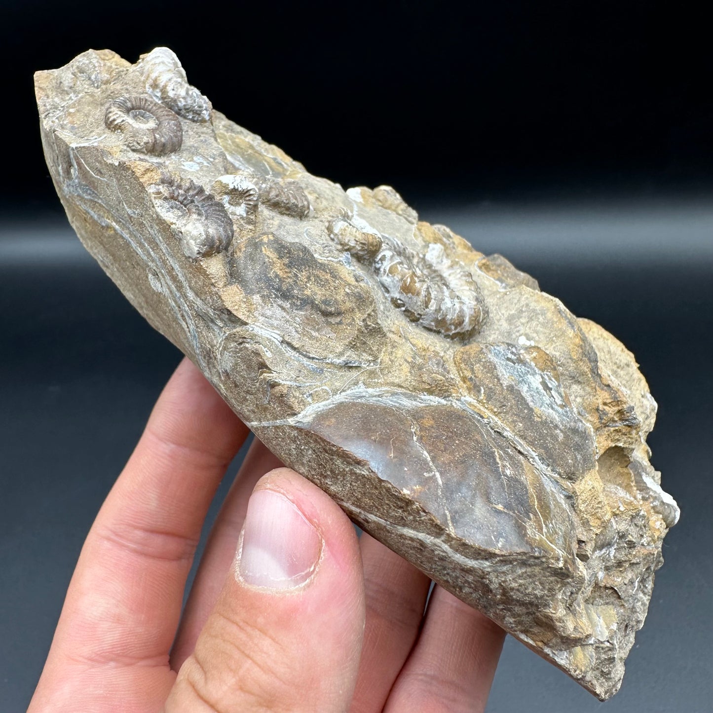 Androgynoceras Capricornus ammonite fossil - Whitby, North Yorkshire Jurassic Coast Yorkshire Fossils