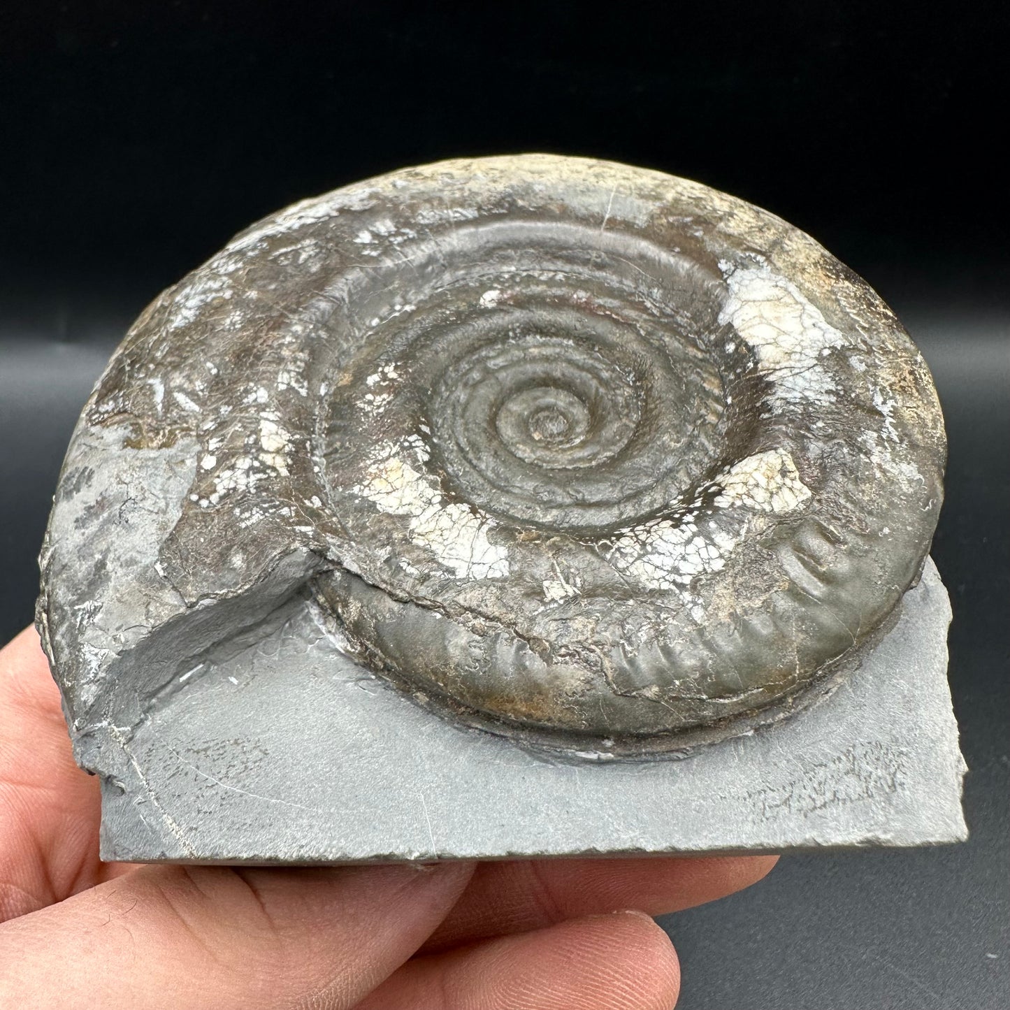 Hildoceras Bifrons Ammonite fossil with box and stand - Whitby, North Yorkshire Jurassic Coast, Yorkshire Fossils from the Jurassic Coast