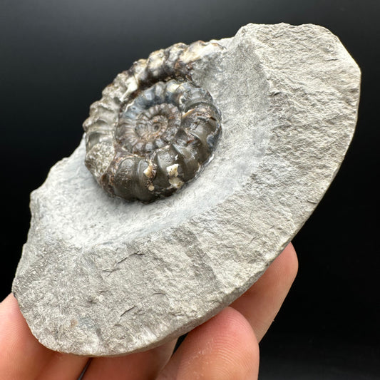 Androgynoceras maculatum ammonite fossil with box and stand - Whitby, North Yorkshire Jurassic Coast Yorkshire Fossils