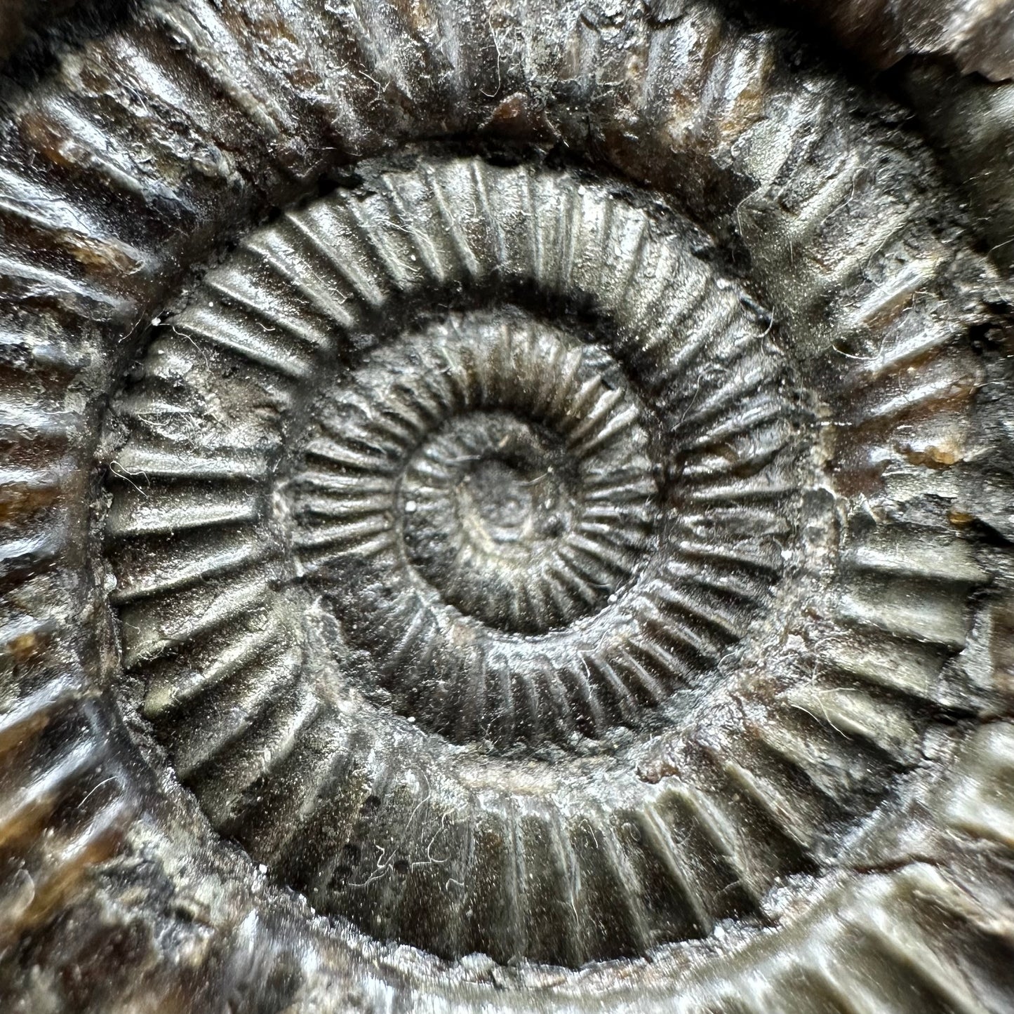 Dactylioceras Ammonite Fossil With box and Stand - Whitby, North Yorkshire Jurassic Coast Yorkshire Fossils