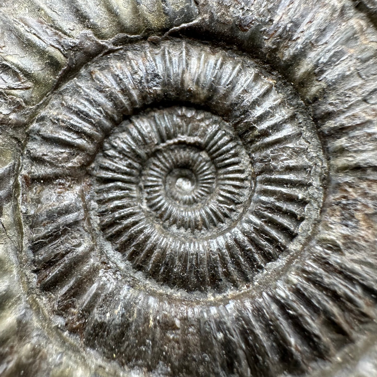 Dactylioceras Ammonite Fossil With Box And Stand - Whitby, North Yorkshire Jurassic Coast Yorkshire Fossils