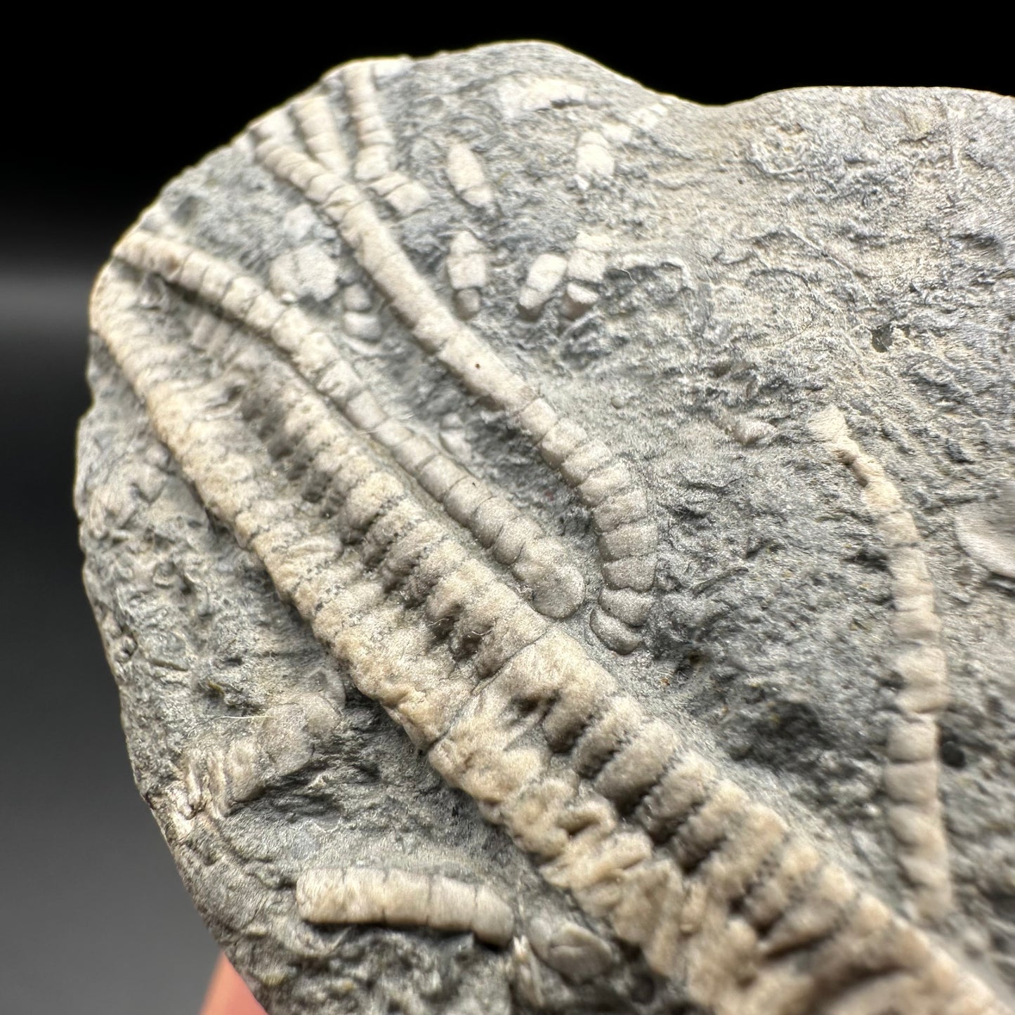 Crinoid fossil with box and stand - Whitby, North Yorkshire, Jurassic Coast, Yorkshire Fossils