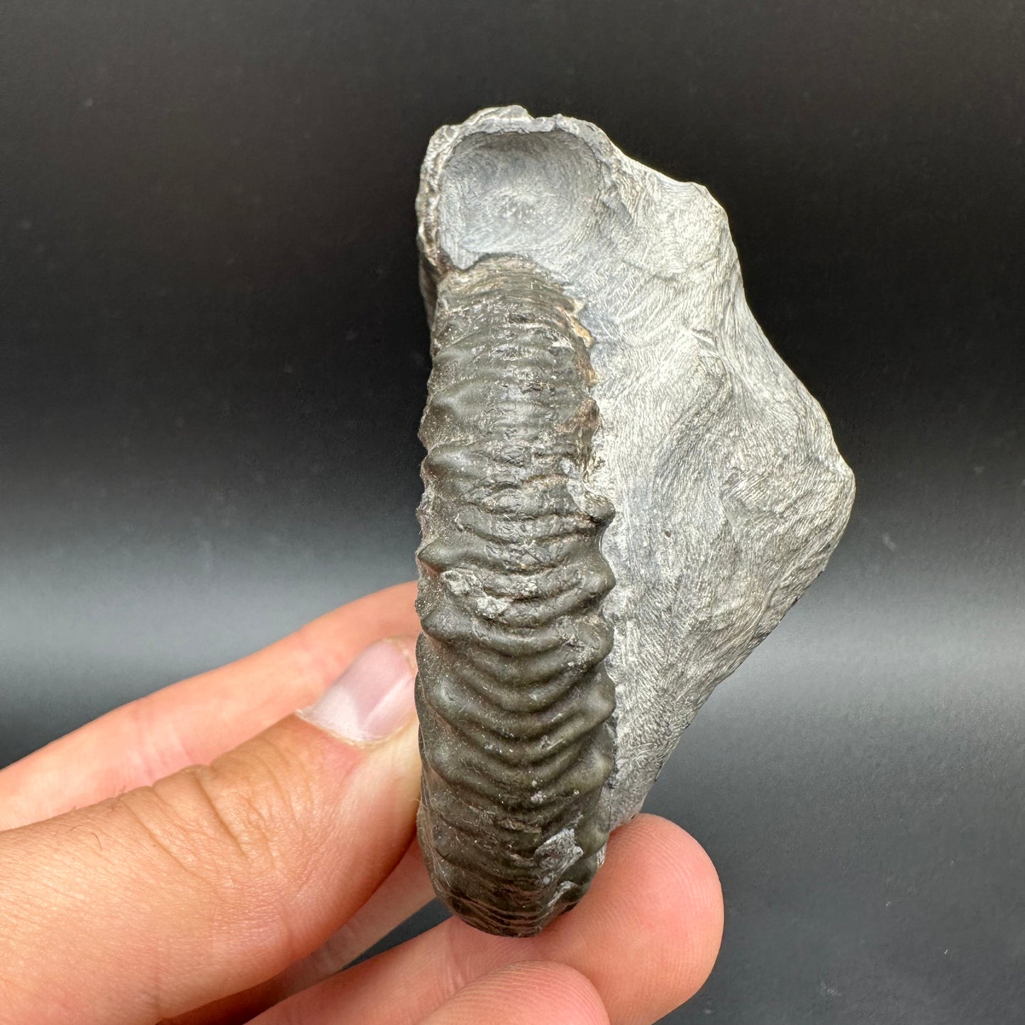 Peronoceras fibulatum Ammonite fossil with box and stand - Whitby, North Yorkshire Jurassic Coast Yorkshire Fossils