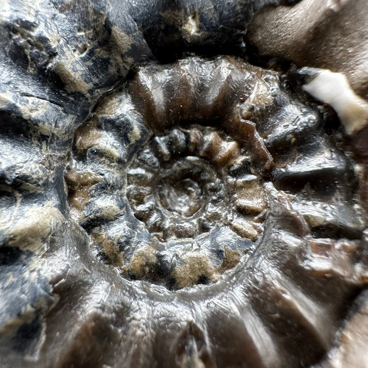 Androgynoceras maculatum ammonite fossil with box and stand - Whitby, North Yorkshire Jurassic Coast Yorkshire Fossils