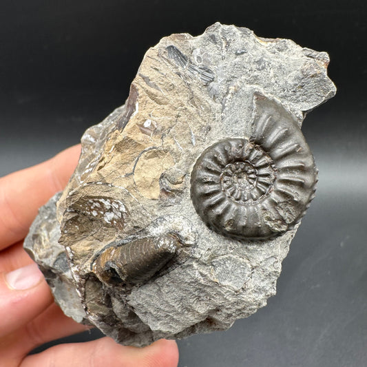 Amaltheus subnodosus Ammonite fossil / Belemnite Phragmocone fossil with box and stand - Whitby, North Yorkshire Jurassic Coast Yorkshire Fossils