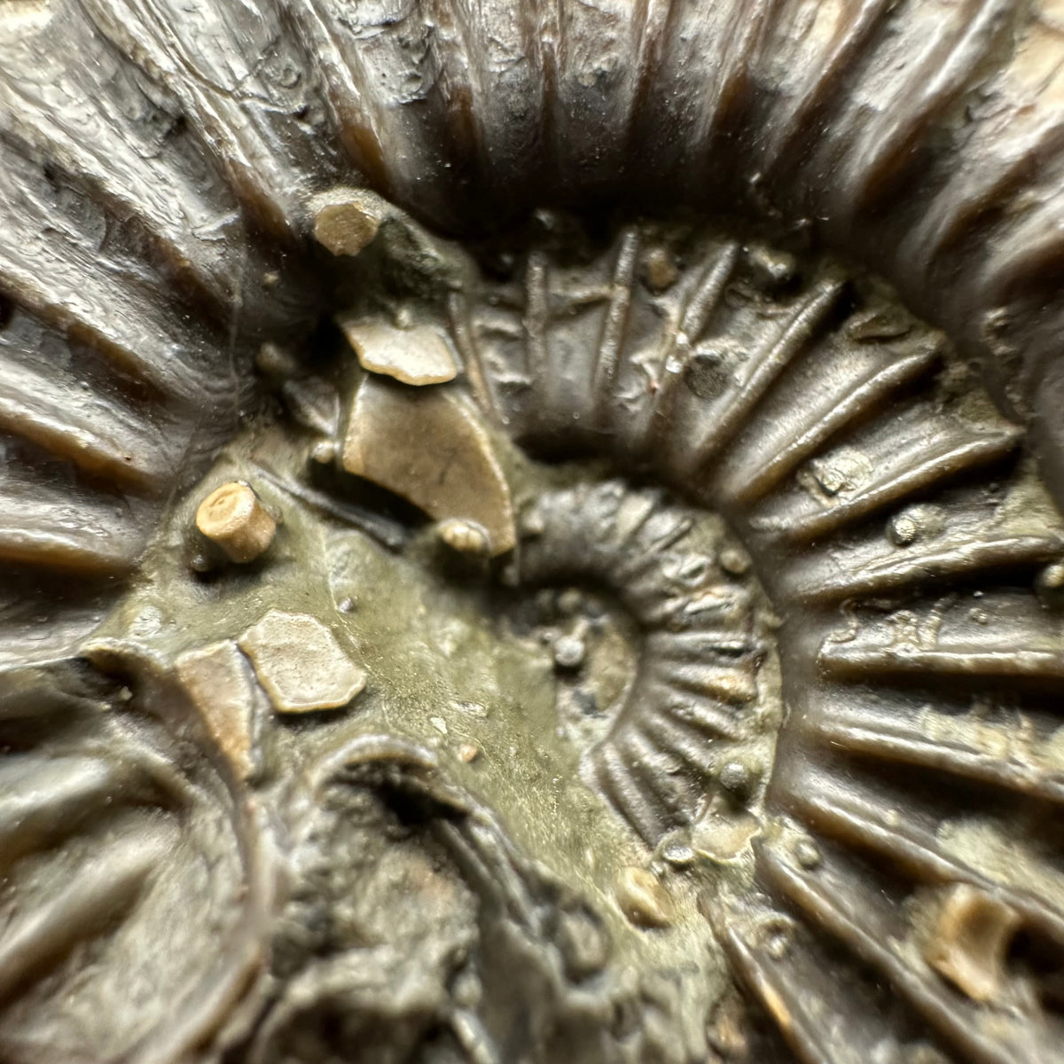 Schlothemia sp. ammonite fossil with box and stand - Whitby, North Yorkshire Jurassic Coast, Yorkshire fossils