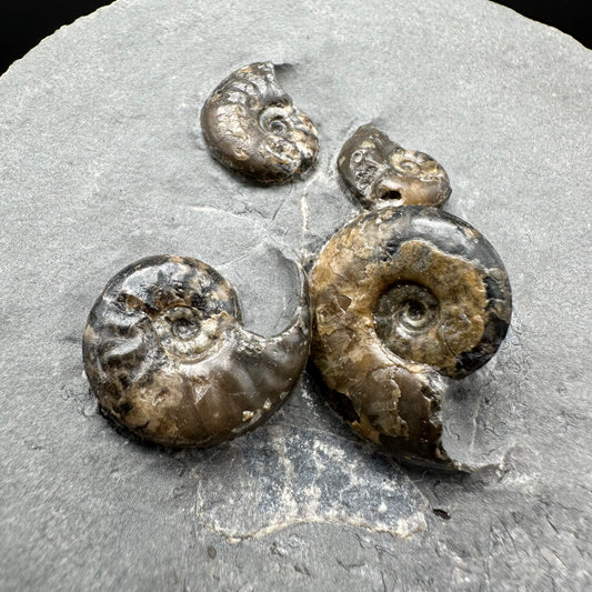 Eleganticeras Elegantulum ammonite with box and stand - Whitby, North Yorkshire Jurassic Coast, Yorkshire Fossils