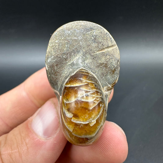 Cenoceras Nautilus Fossil With Box And Stand - Middle Cretaceous Madagascar