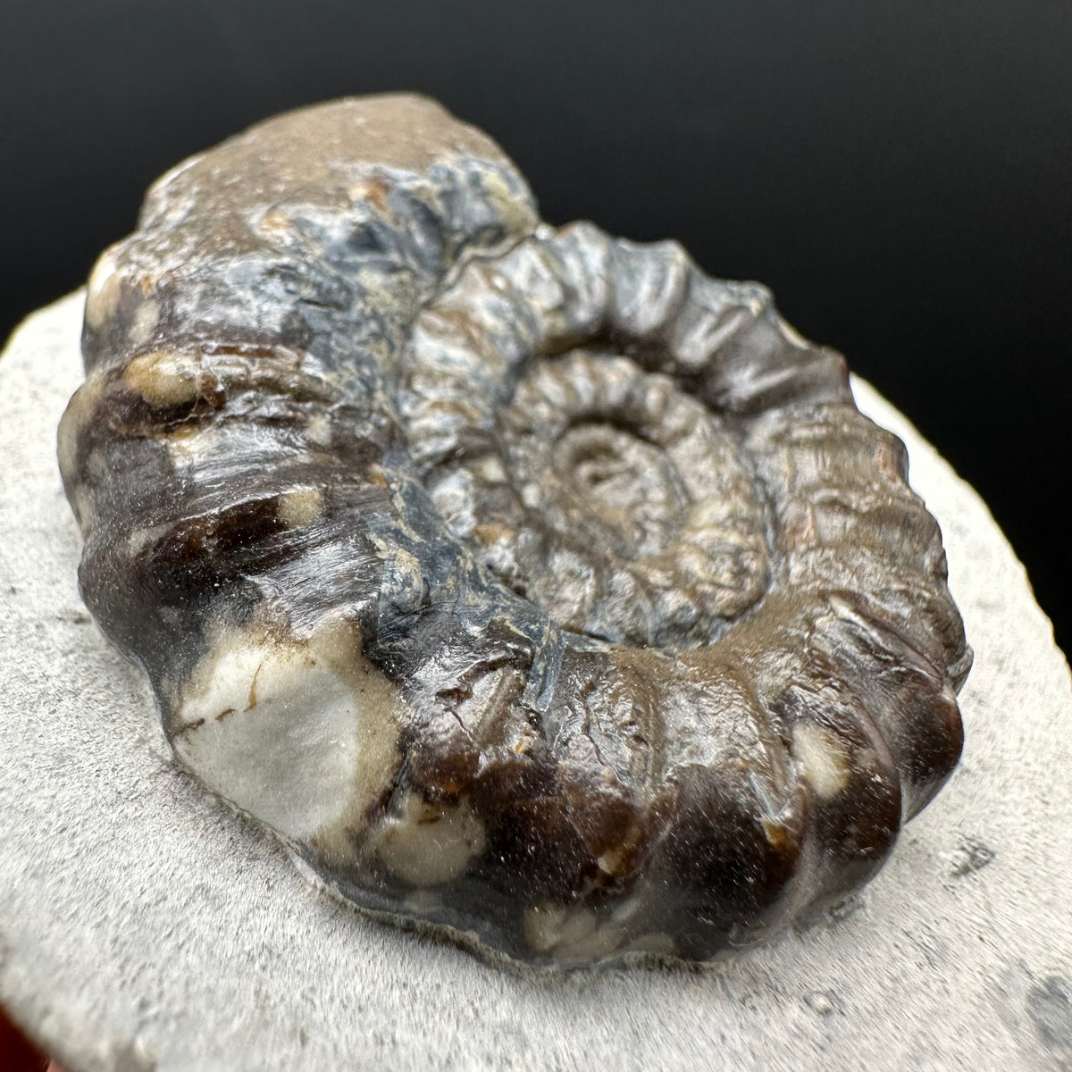Androgynoceras maculatum ammonite fossil with box and stand - Whitby, North Yorkshire Jurassic Coast Yorkshire Fossils