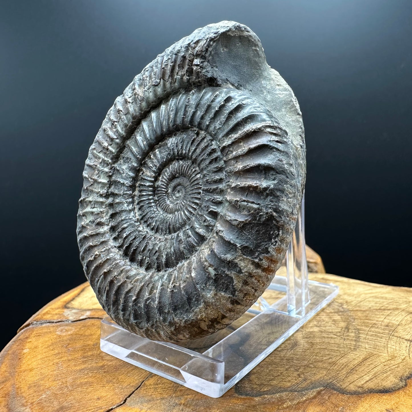 Dactylioceras Ammonite Fossil With box and Stand - Whitby, North Yorkshire Jurassic Coast Yorkshire Fossils