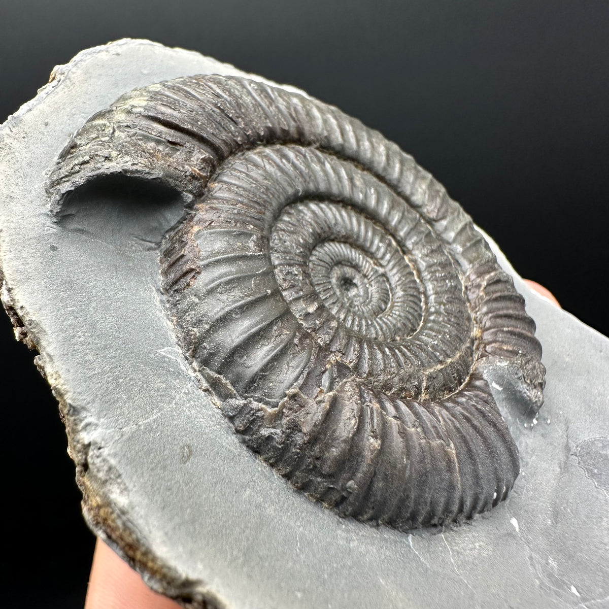 Dactylioceras Ammonite Fossil With Stand - Whitby, North Yorkshire Jurassic Coast Yorkshire Fossils