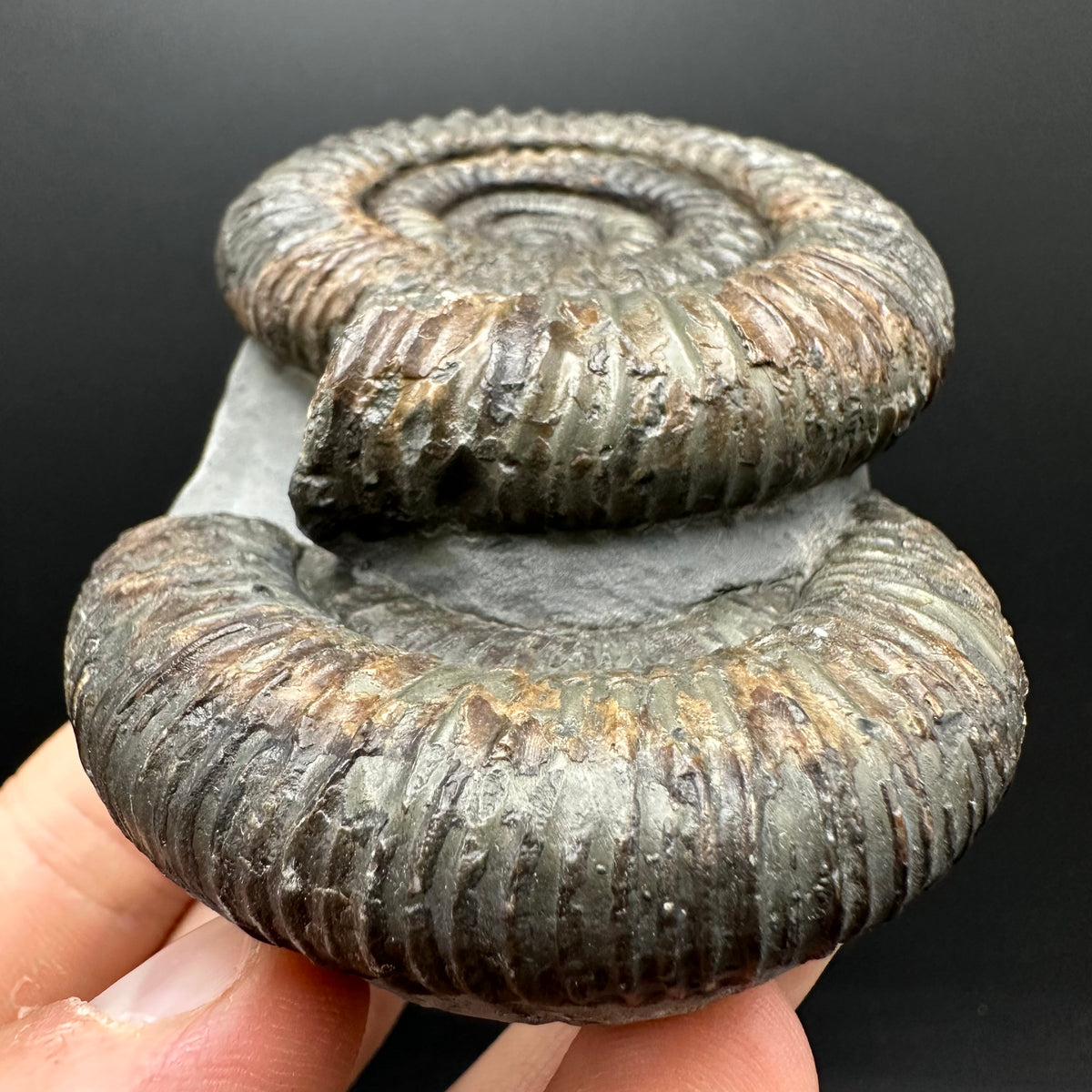 Dactylioceras Ammonite Fossil With Stand - Whitby, North Yorkshire Jurassic Coast Yorkshire Fossils