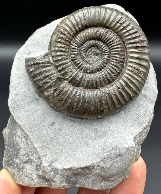 Dactylioceras Ammonite Fossil With Box And Stand - Whitby, North Yorkshire Jurassic Coast Yorkshire Fossils