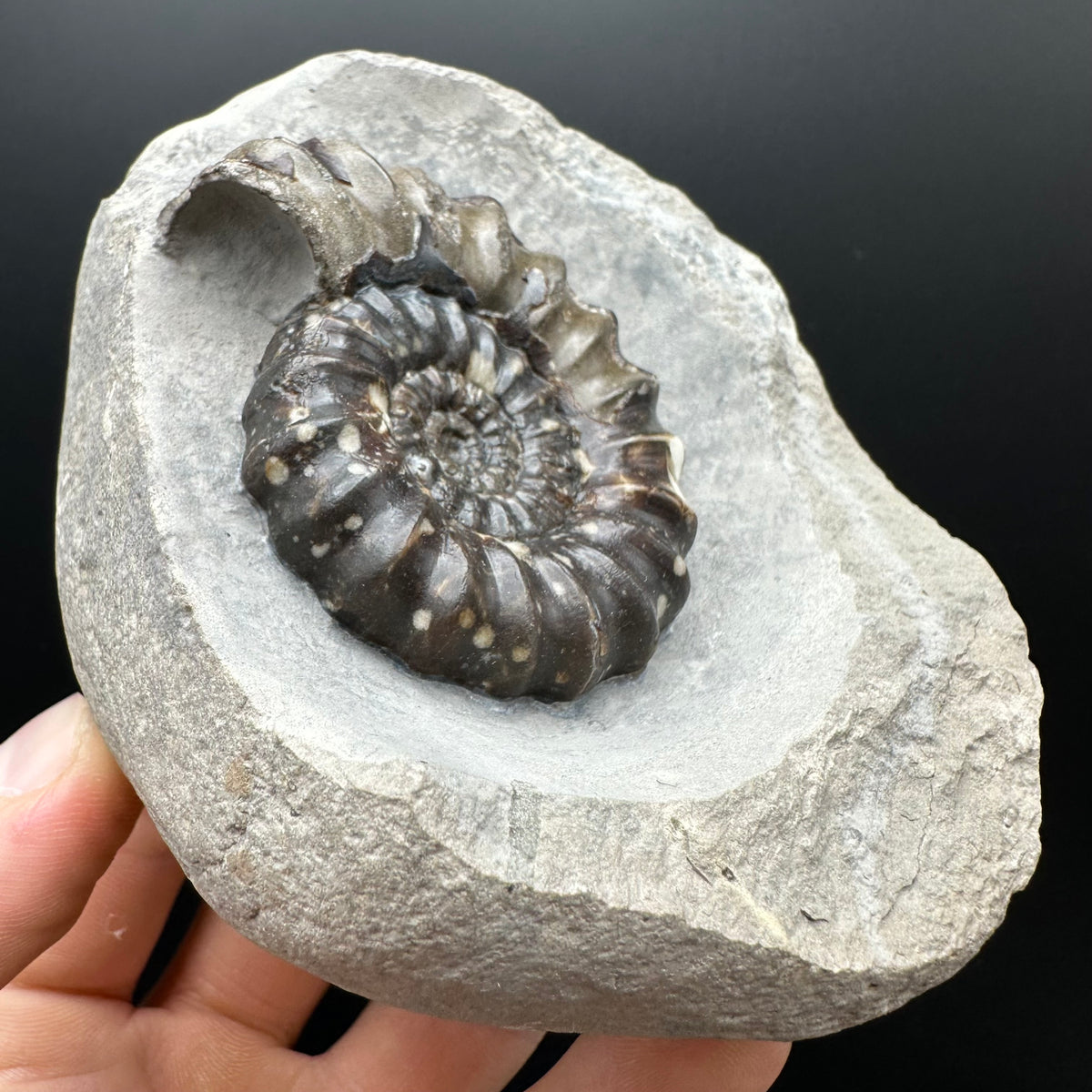 Androgynoceras maculatum ammonite fossil with stand - Whitby, North Yorkshire Jurassic Coast Yorkshire Fossils