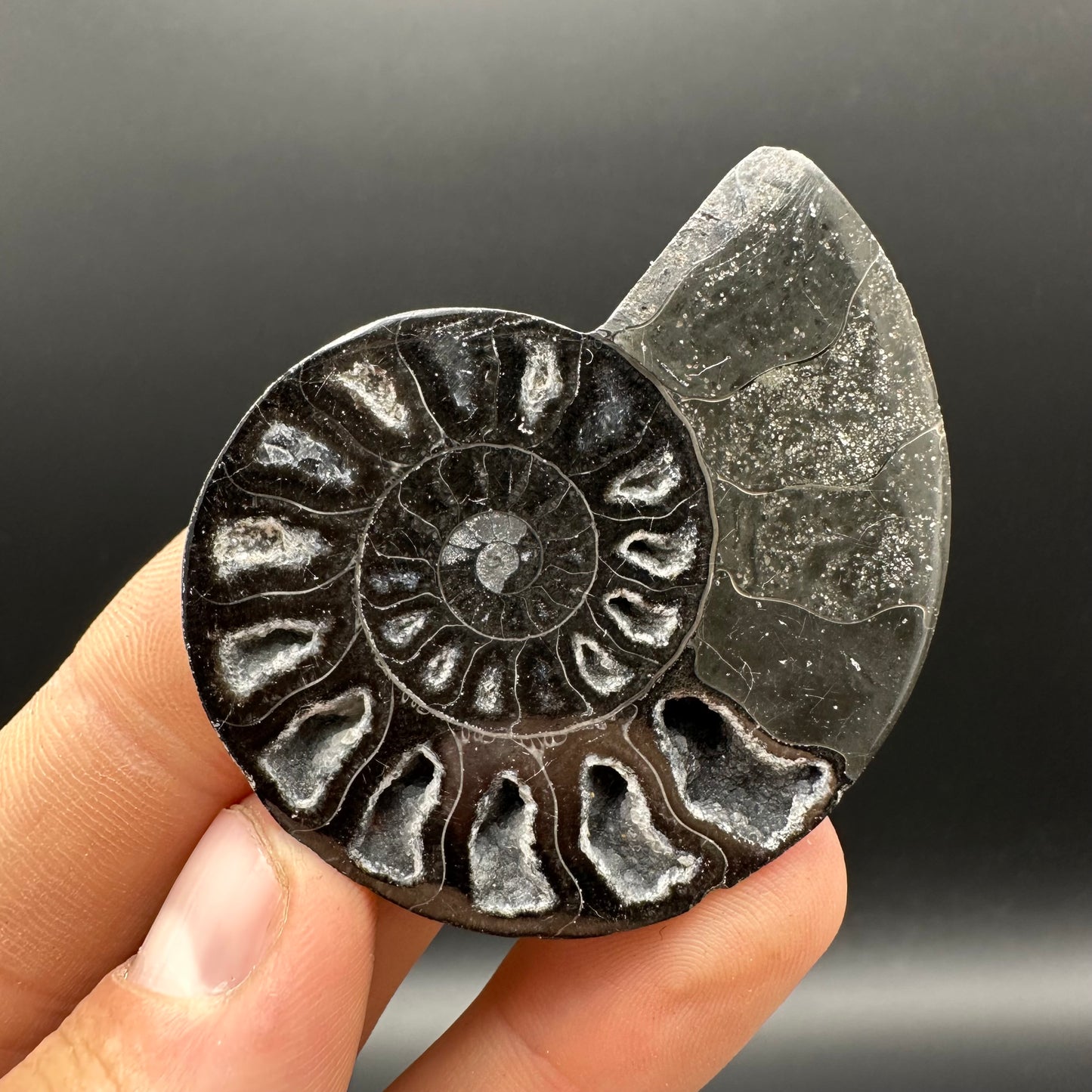 Cleoniceras Ammonite Cut And Polished Fossil Pair With Box And Stand - Cretaceous Ammonite Madagascar