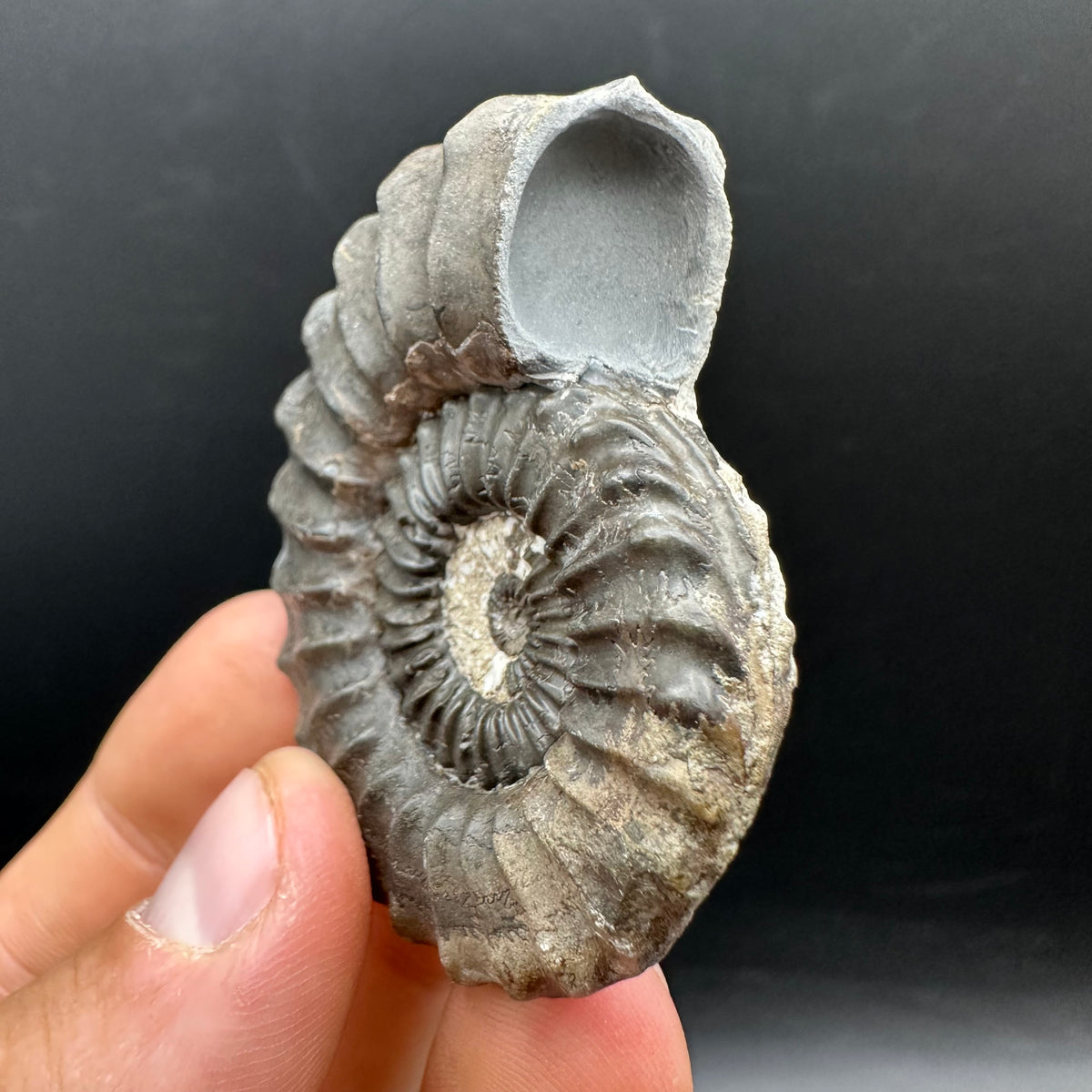 Pleuroceras hawskerense Ammonite fossil with box and stand - Whitby, North Yorkshire Jurassic Coast, Yorkshire fossils