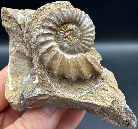 Androgynoceras capricornus Ammonite fossil with box and stand - Whitby, North Yorkshire Jurassic Coast Yorkshire Fossils