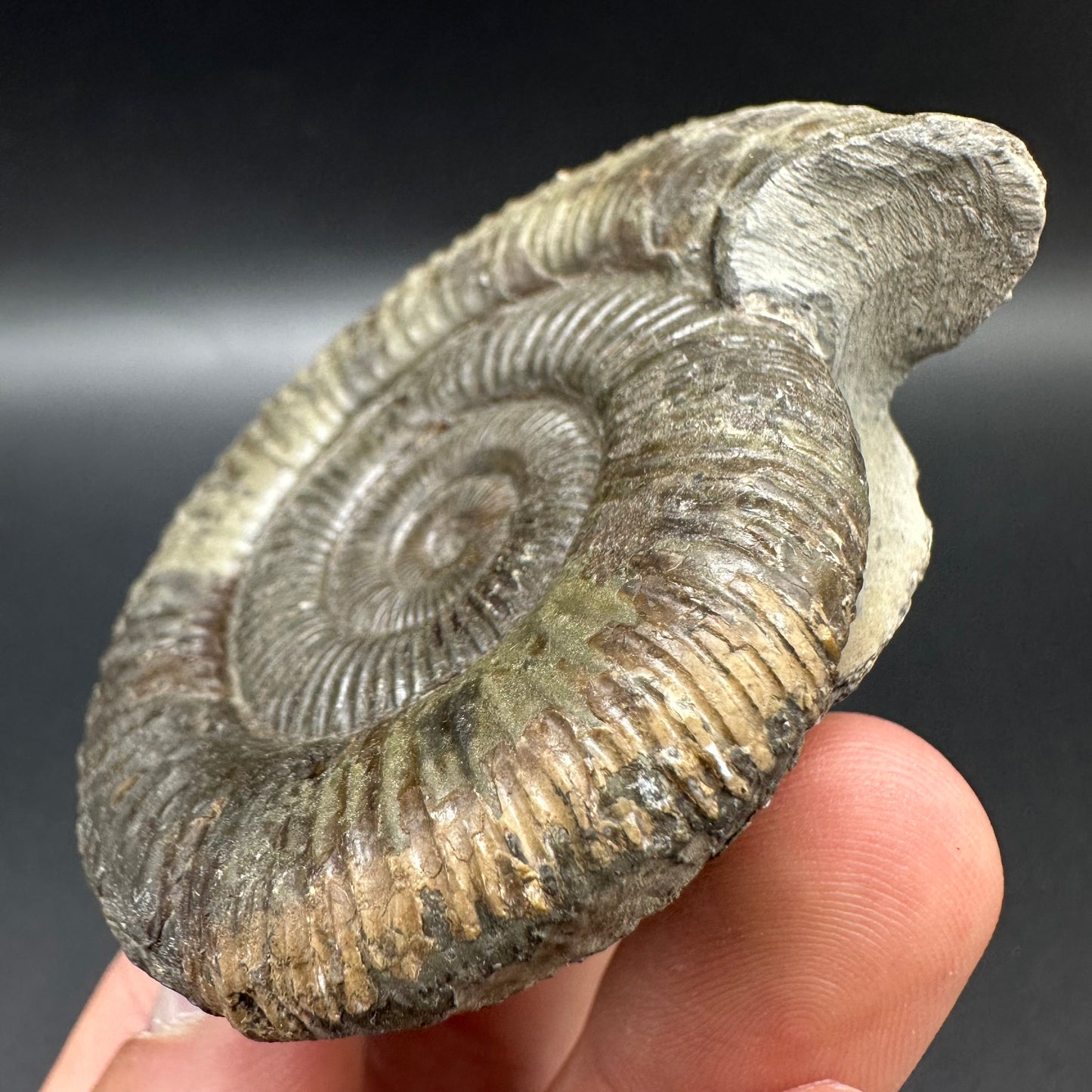 Dactylioceras Ammonite Fossil With Box And Stand - Whitby, North Yorkshire Jurassic Coast Yorkshire Fossils