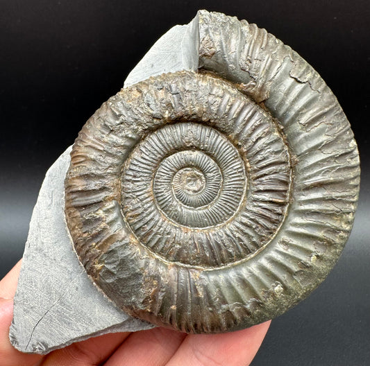 Dactylioceras Ammonite Fossil With Box And Stand - Whitby, North Yorkshire Jurassic Coast Yorkshire Fossils