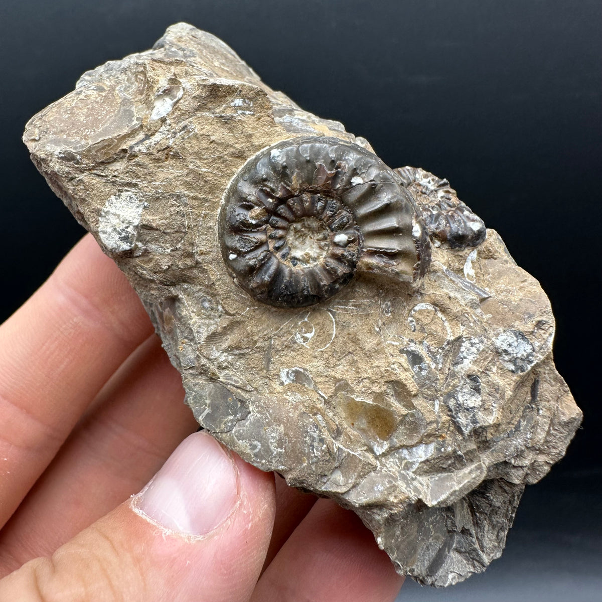 Amaltheus subnodosus Ammonite fossil with stand - Whitby, North Yorkshire Jurassic Coast Yorkshire Fossils