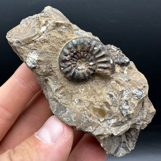 Amaltheus subnodosus Ammonite fossil with stand - Whitby, North Yorkshire Jurassic Coast Yorkshire Fossils