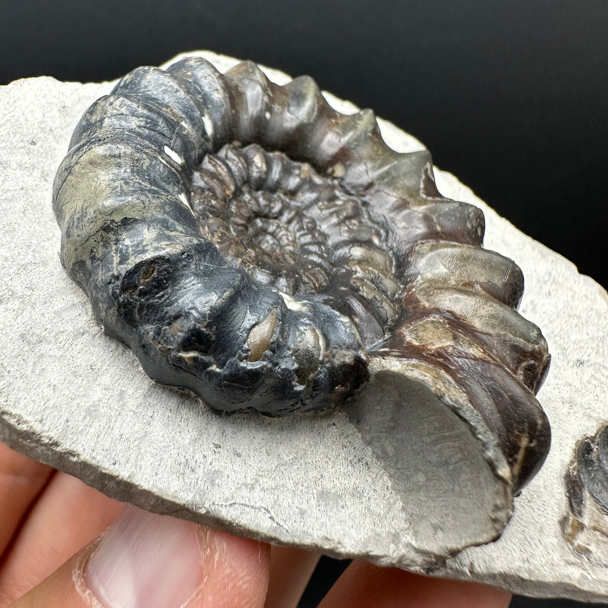 Androgynoceras maculatum ammonite fossil with box and stand - Whitby, North Yorkshire Jurassic Coast Yorkshire Fossils