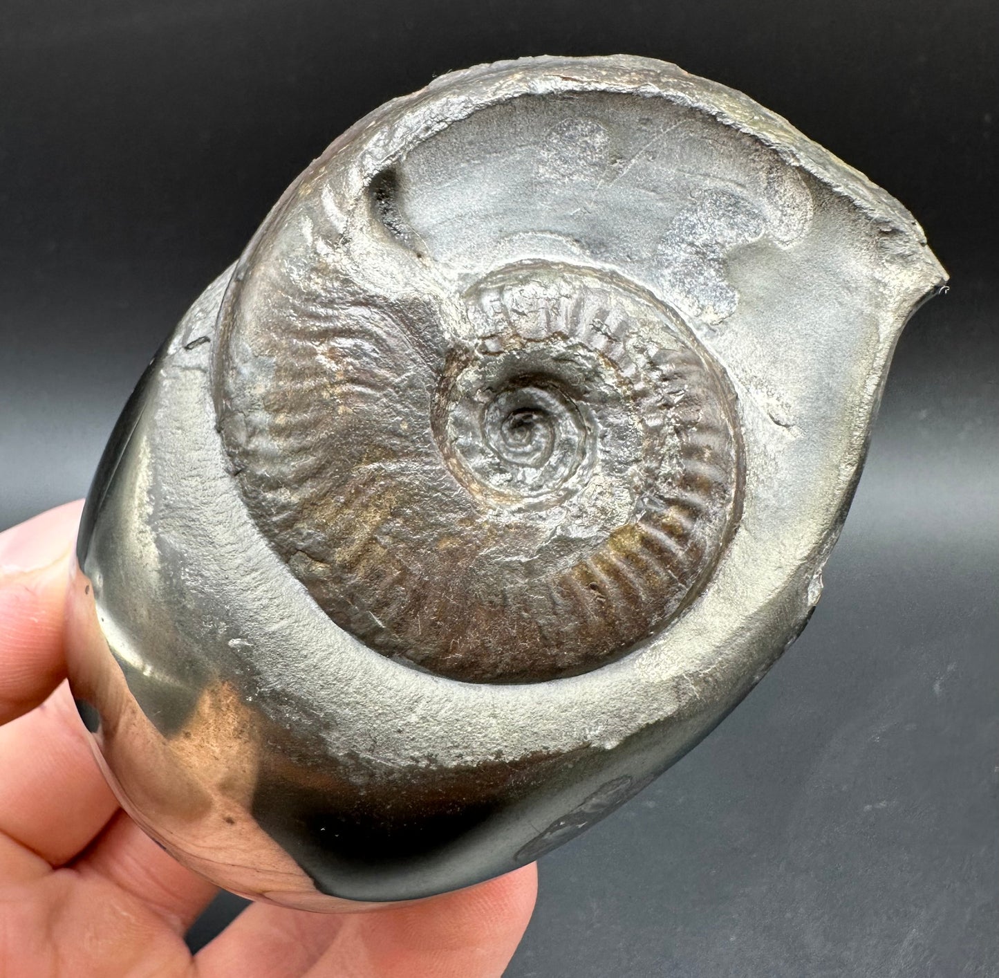 Golden Egg (GENUINE) Ammonite Fossil With Stand - Whitby, North Yorkshire Jurassic Coast Yorkshire Fossils