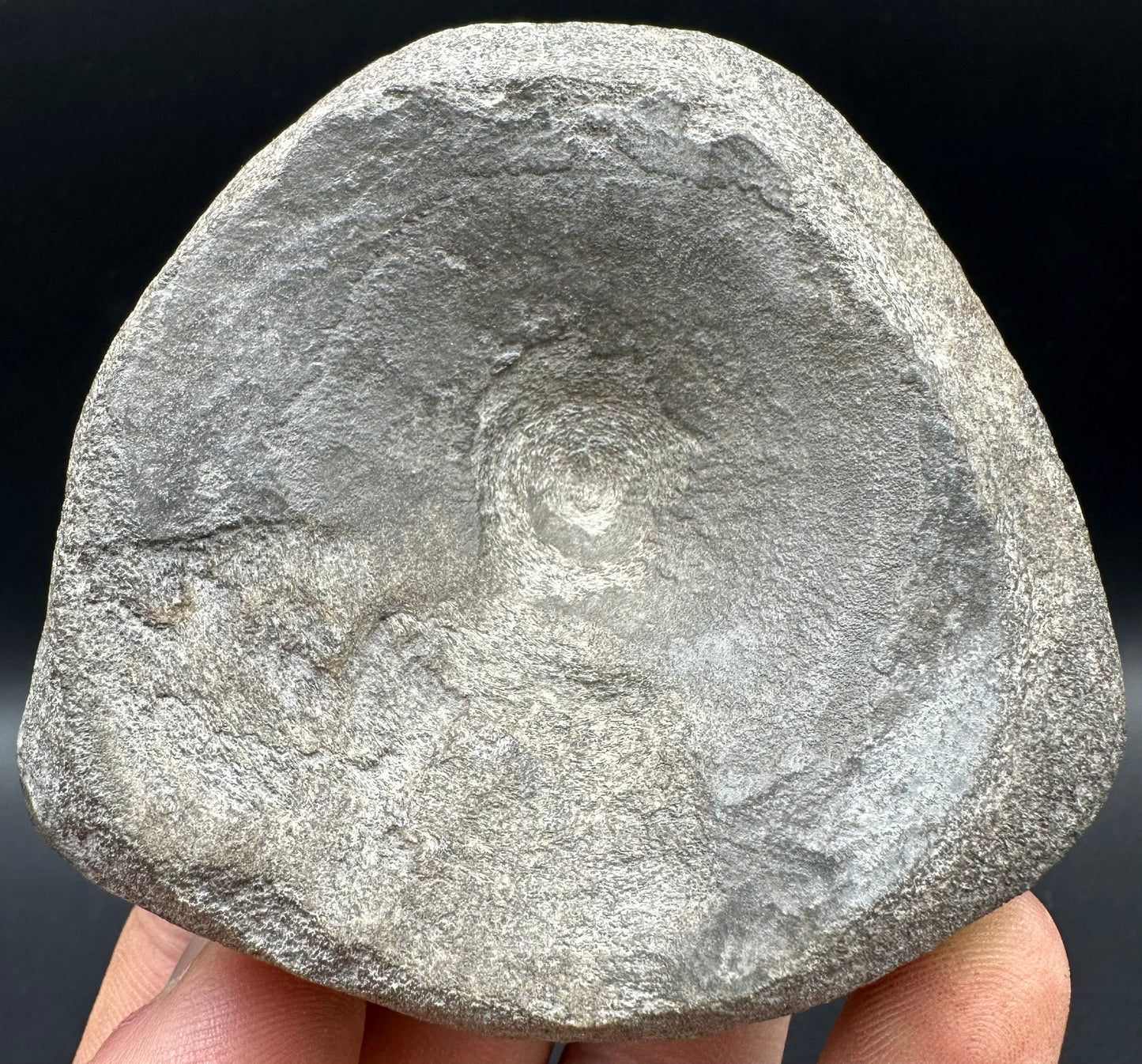 Ichthyosaur Vertebra fossil with box and stand - Whitby, North Yorkshire Jurassic Coast, Yorkshire fossils found on the Jurassic Coast