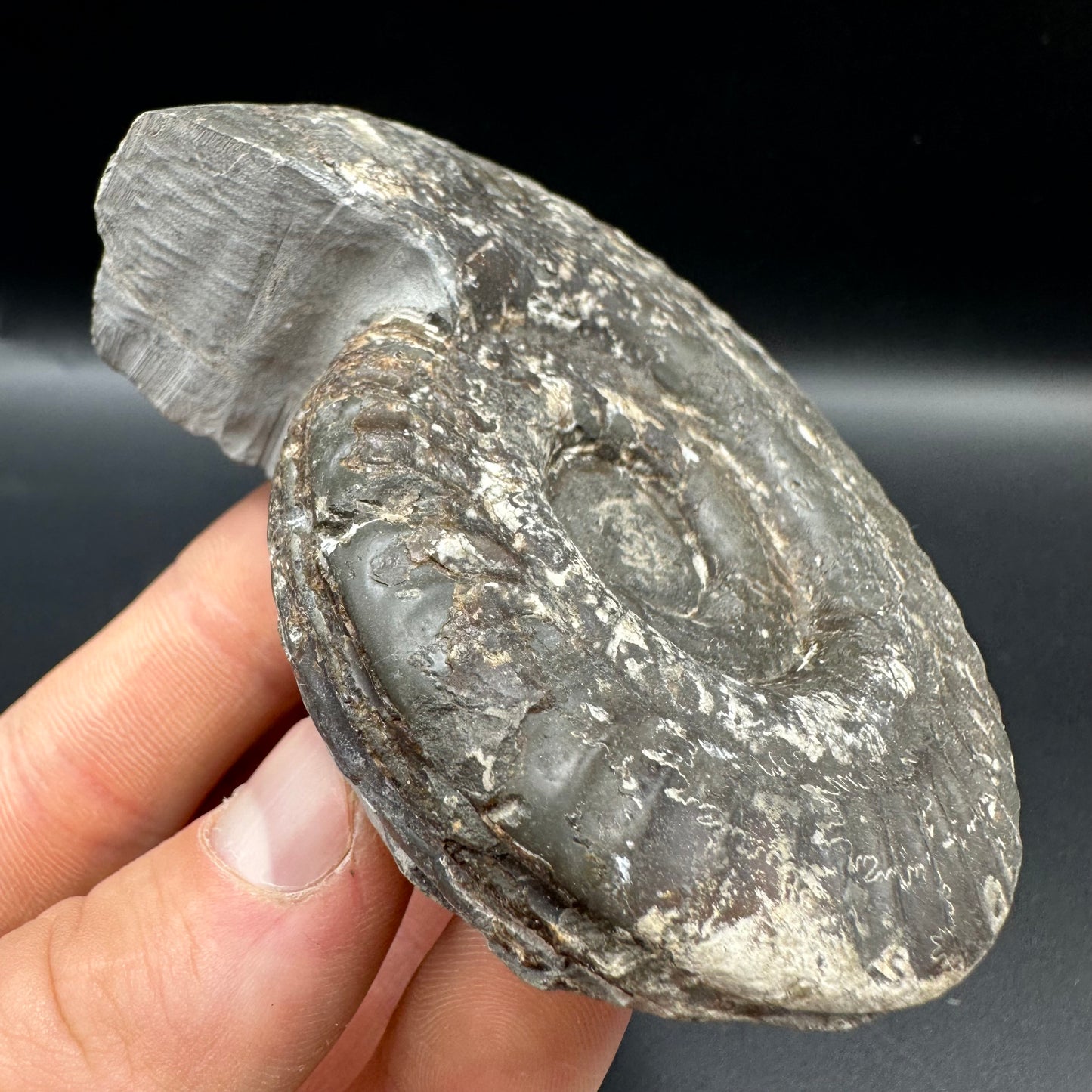 Hildoceras Bifrons Ammonite fossil with box and stand - Whitby, North Yorkshire Jurassic Coast, Yorkshire Fossils from the Jurassic Coast