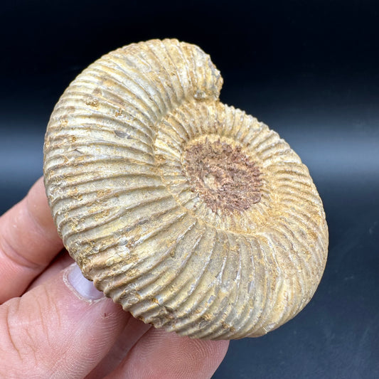 Dichotomosphinctes Ammonite Fossil With Box And Stand - Middle Jurassic Ammonite Madagascar