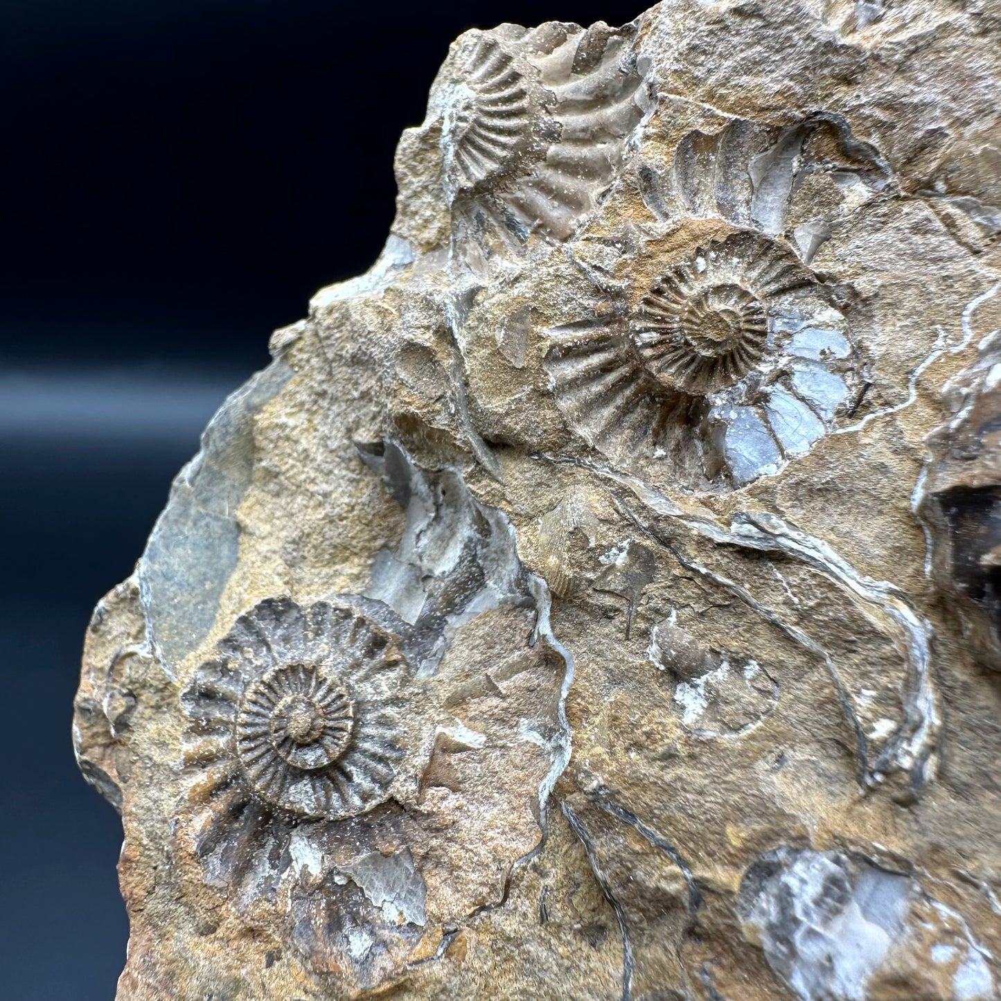 Androgynoceras Capricornus ammonite / Gastropod fossil with box and stand - Whitby, North Yorkshire Jurassic Coast Yorkshire Fossils