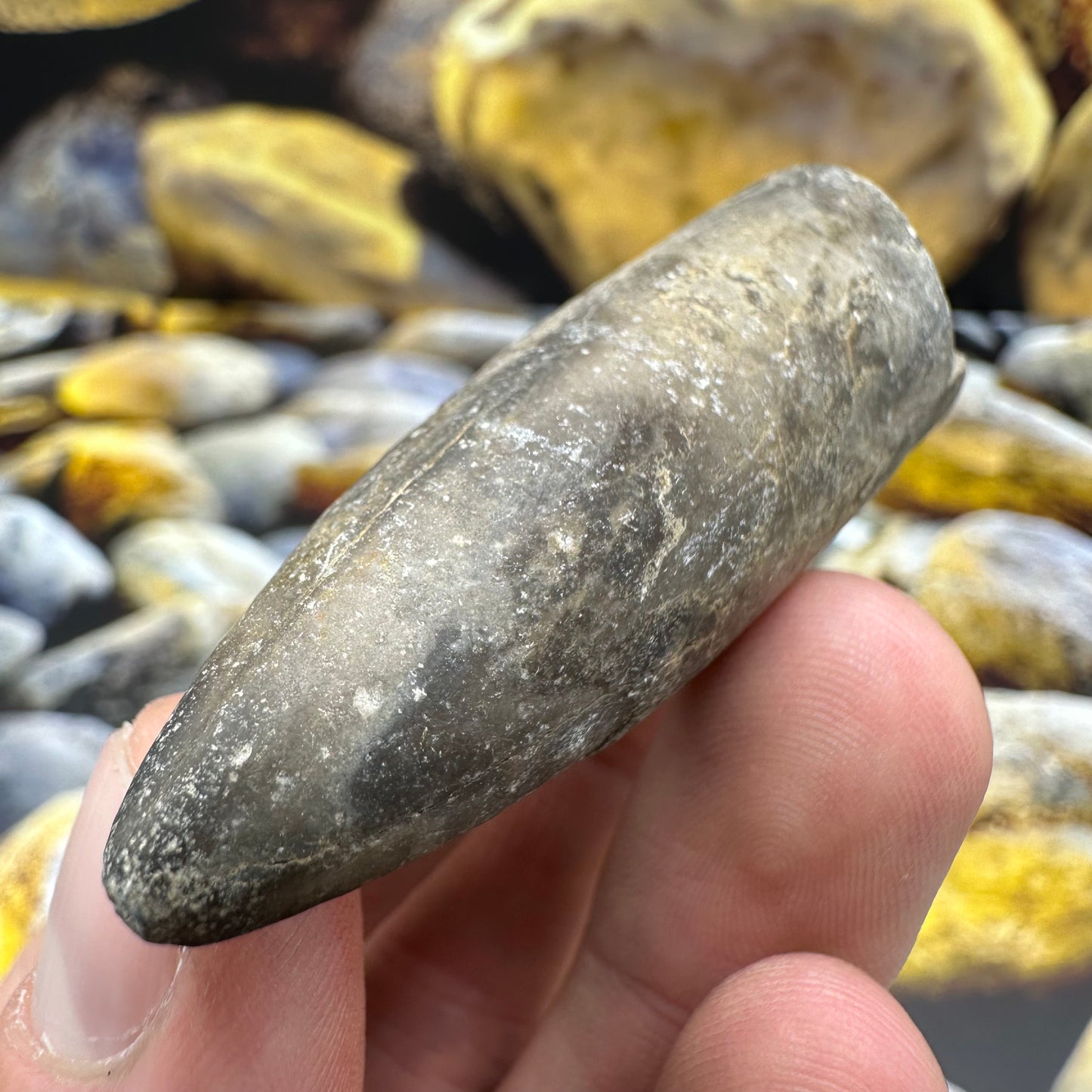 Belemnite (Fossil Squid) shell fossil - Whitby, North Yorkshire Jurassic Coast