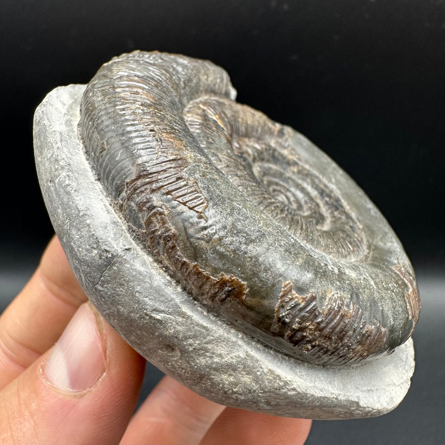 Dactylioceras tenuicostatum Ammonite fossil with box and stand - Whitby, North Yorkshire Jurassic Coast