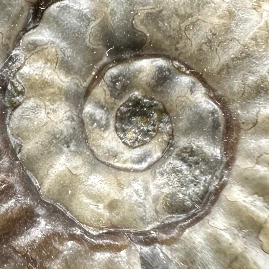 Eugassiceras Ammonite shell fossil with box and stand - Whitby, North Yorkshire Jurassic Coast Yorkshire Fossils