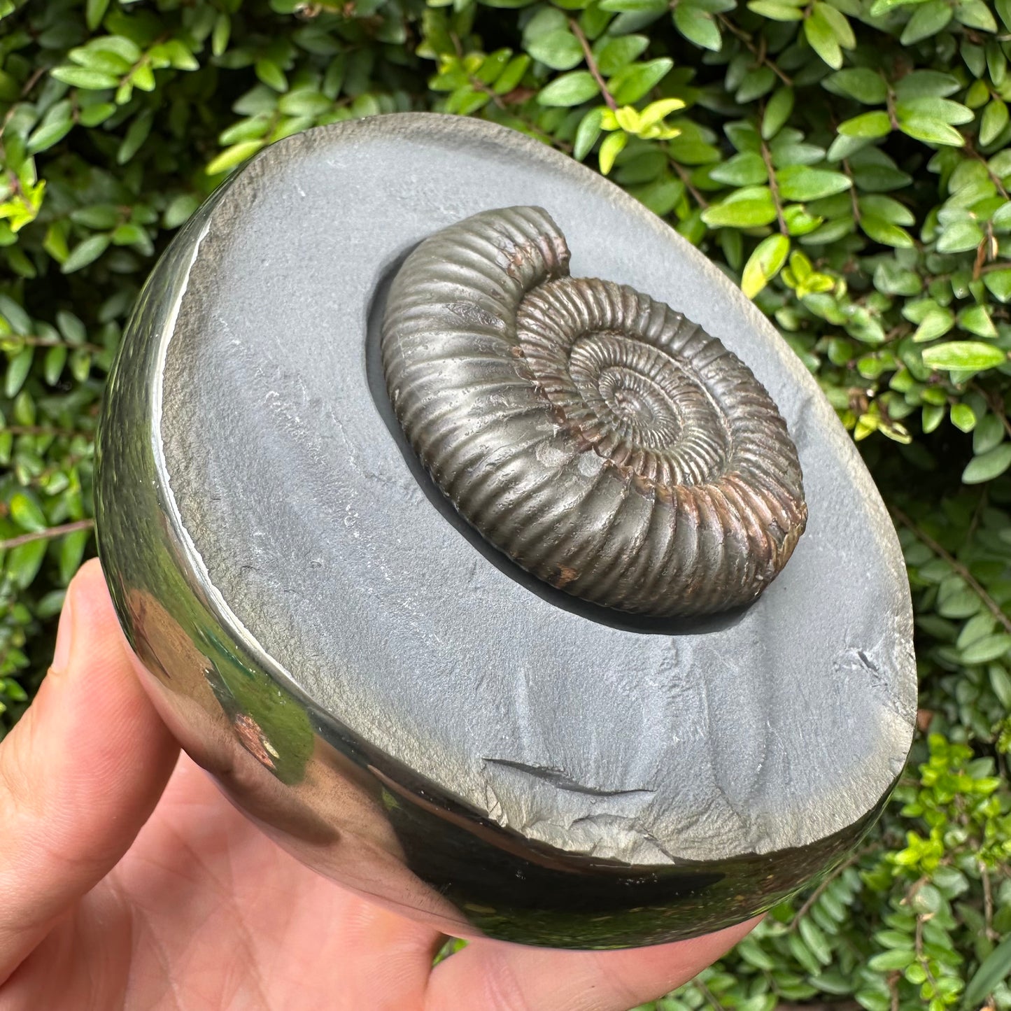 Golden Egg (IMPLANT) Ammonite fossil with stand - Whitby, North Yorkshire Jurassic Coast