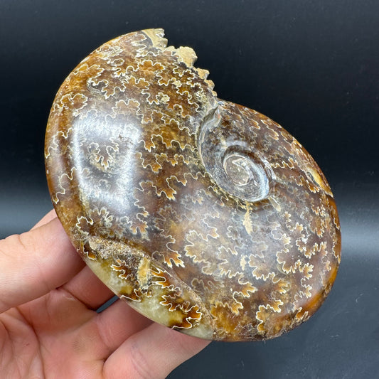 Cleoniceras Ammonite Fossil With Box And Stand - Cretaceous Ammonite Madagascar