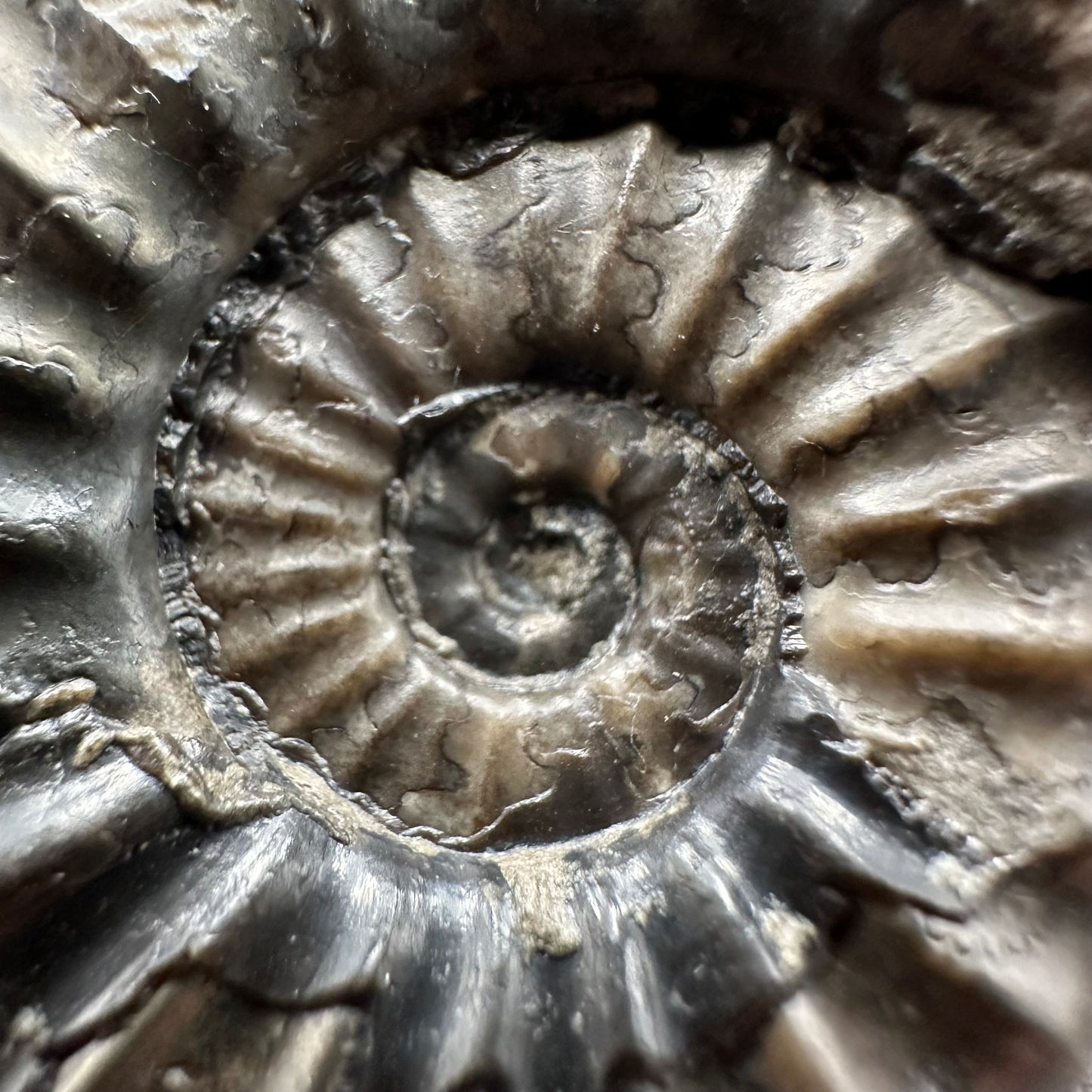 Asteroceras Ammonite fossil with box and stand - Whitby, North Yorkshire Jurassic Coast Yorkshire Fossils