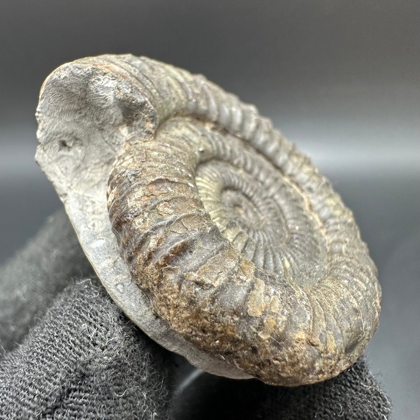 Dactylioceras Ammonite Fossil With Box And Stand - Whitby, North Yorkshire Jurassic Coast Yorkshire Fossils