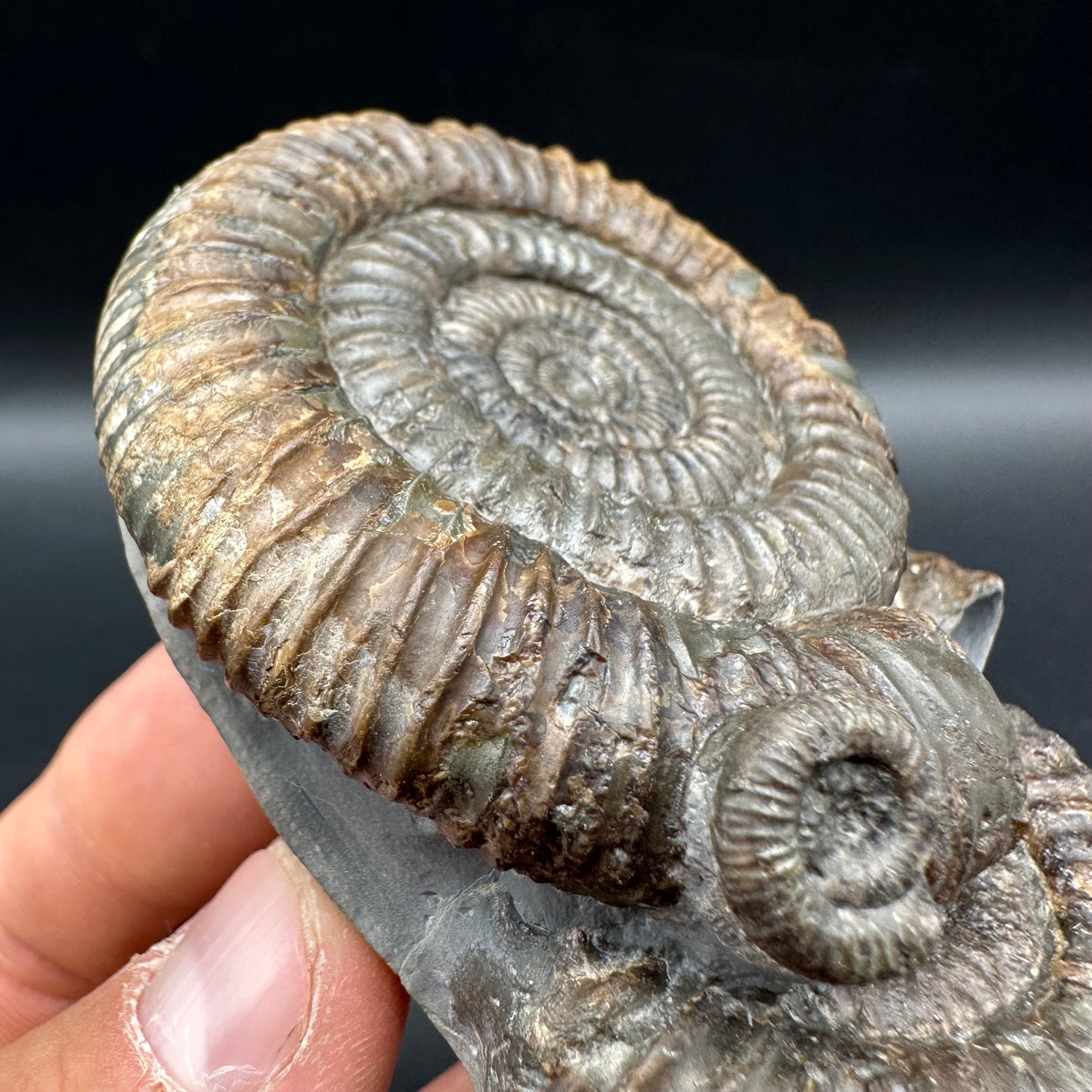 Dactylioceras Multi ammonite fossil with box and stand - Whitby, North Yorkshire Jurassic Coast, Yorkshire Fossils