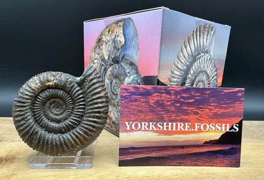 Dactylioceras Ammonite Fossil With box and Stand - Whitby, North Yorkshire Jurassic Coast Yorkshire Fossils