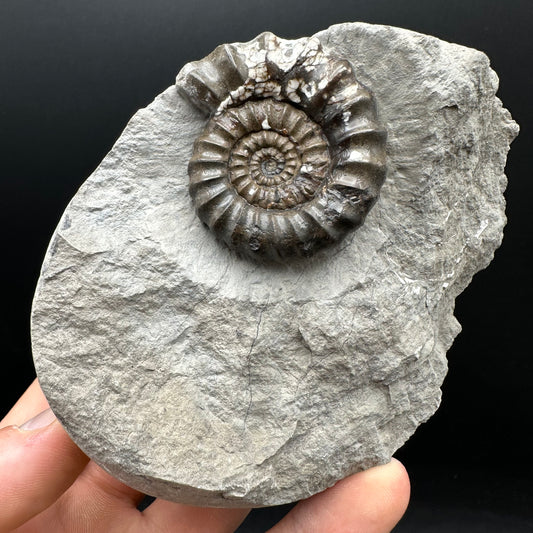 Androgynoceras maculatum ammonite fossil with stand - Whitby, North Yorkshire Jurassic Coast Yorkshire Fossils