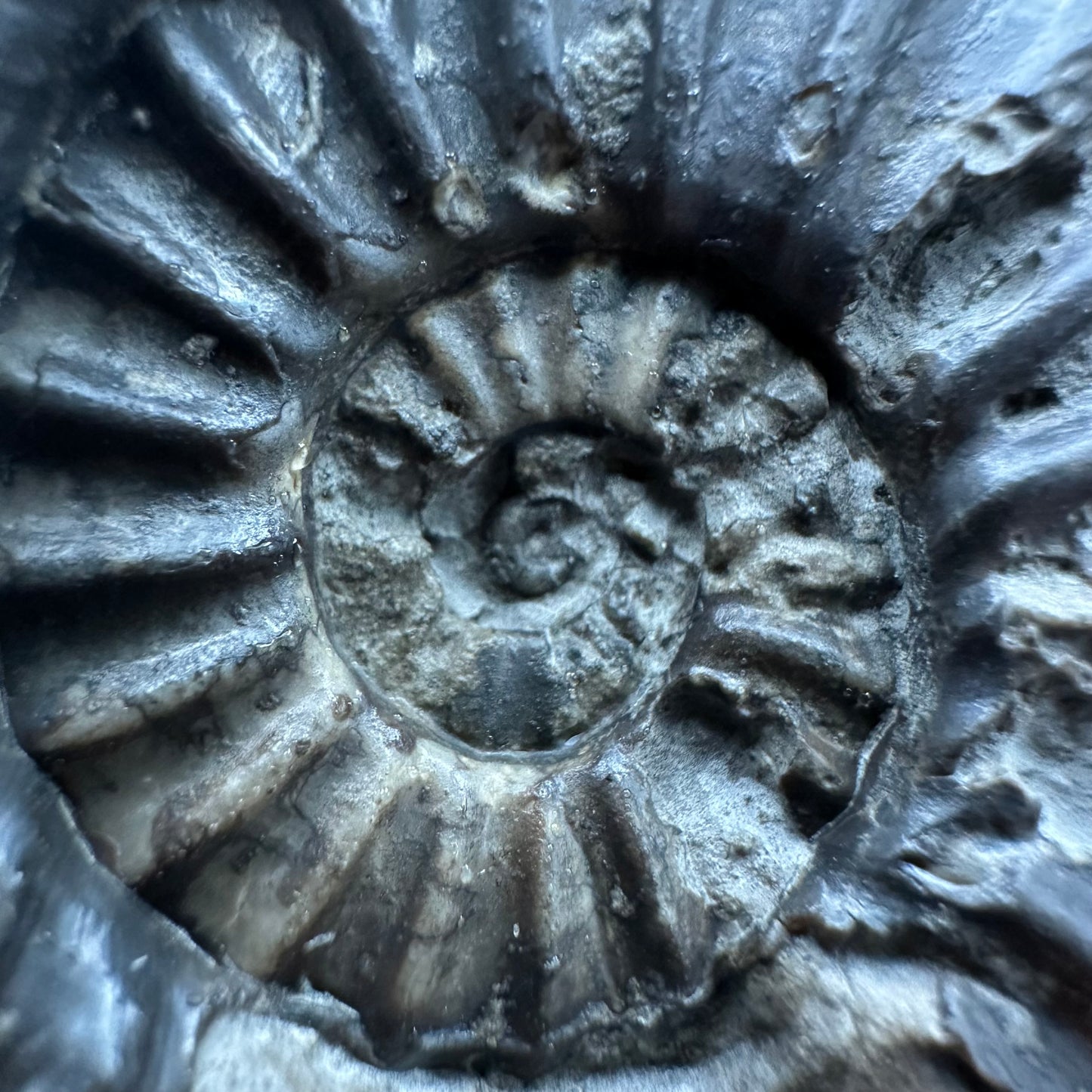 Asteroceras Ammonite fossil with box and stand - Whitby, North Yorkshire Jurassic Coast Yorkshire Fossils