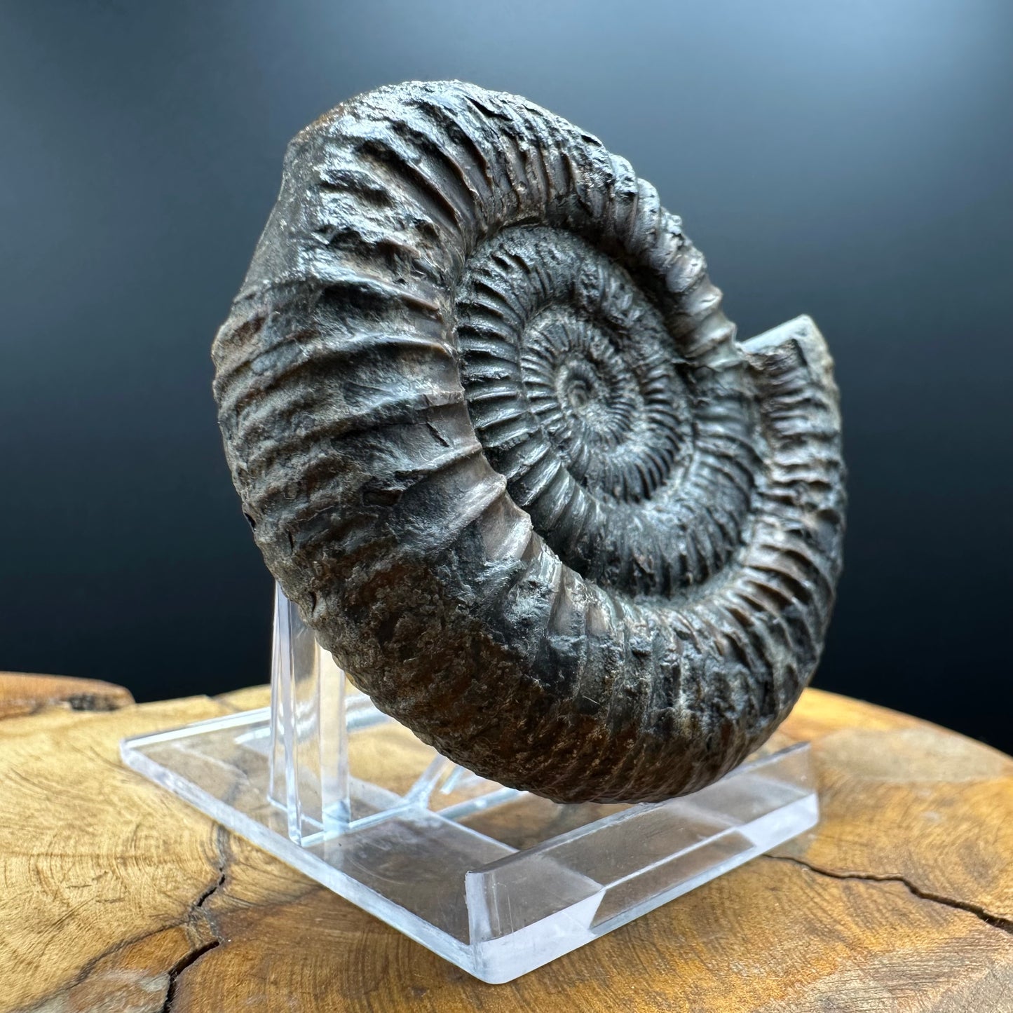 Dactylioceras Ammonite Fossil With box and Stand - Whitby, North Yorkshire Jurassic Coast Yorkshire Fossils